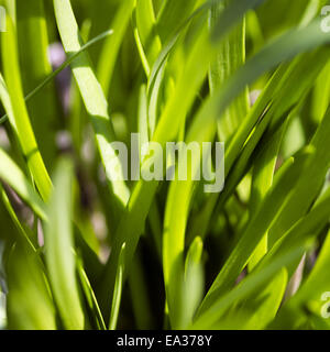 Grün Stockfoto
