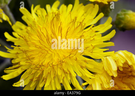 Sonchus congestus Stockfoto