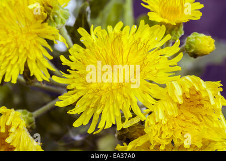 Sonchus congestus Stockfoto