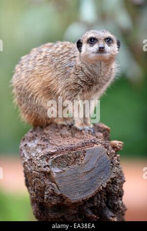 Eine Nahaufnahme von einem Erdmännchen Stockfoto