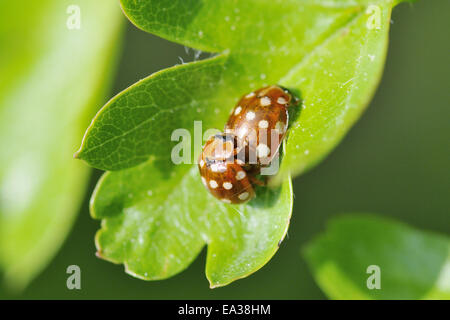 Creme-Spot ladybird Stockfoto