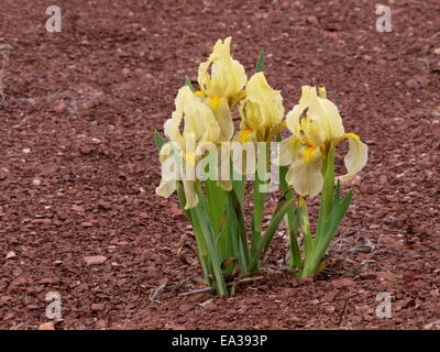 Iris am See Salagou in Frankreich Stockfoto