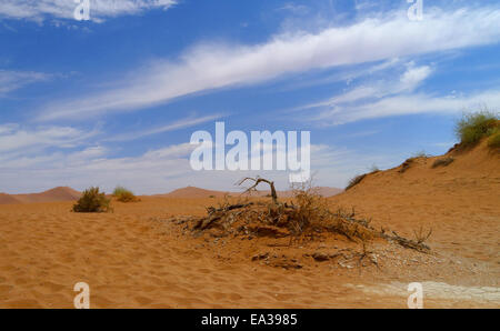 In den Dünen von Sossusvlei Stockfoto