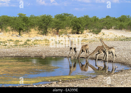 Giraffen in der Etosha-Nationalpark-Gruppe Stockfoto