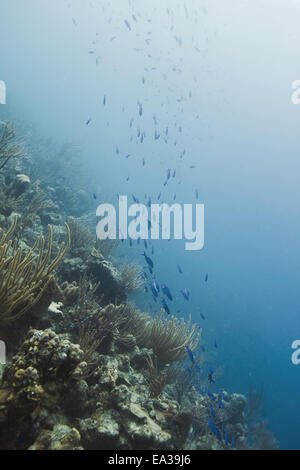 Schule der kreolischen Lippfisch Stockfoto