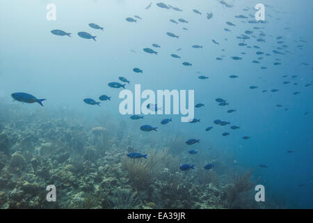 Schule der kreolischen Lippfisch Stockfoto