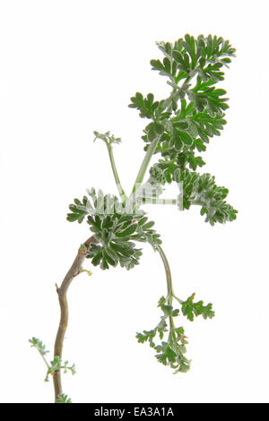 Wermut (Artemisia Absinthium) Stockfoto