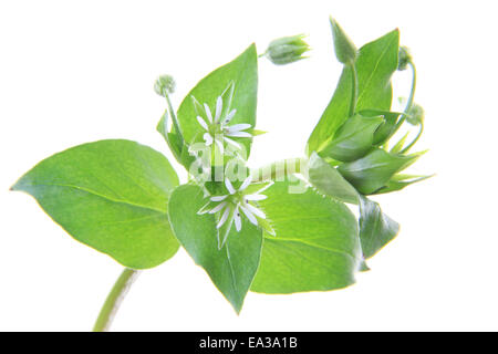 Vogelmiere (Stellaria Media) Stockfoto