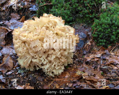 Blumenkohl, Pilze, Sparassis crispa Stockfoto