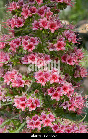 Echium wildpretii Stockfoto