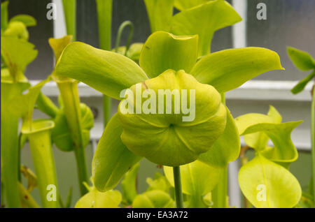 Sarrancenia Flava Maxima Blume Stockfoto