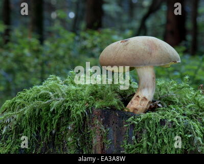 Wildleder Bolete, gelb-geknackt Bolete, Stockfoto