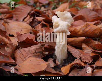 Weißer Sattel, elfin Saddle, Helvella crispa Stockfoto