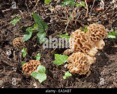 Gemeinsamen Morel, Morchella esculenta Stockfoto