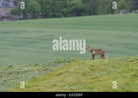 Rotfuchs Stockfoto