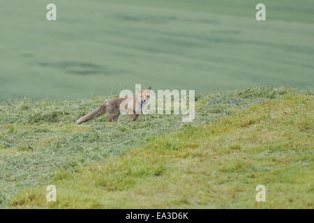 Rotfuchs Stockfoto