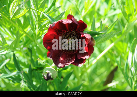 Delavayi Pfingstrose Stockfoto