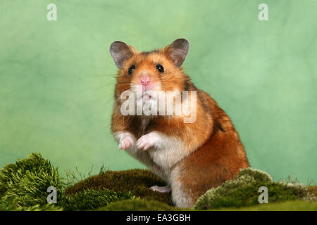 Goldhamster Stockfoto