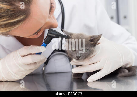 Tierarzt untersuchen Ohr Kätzchen Stockfoto