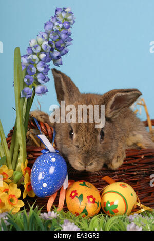 Osterhase Stockfoto