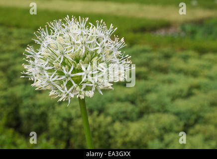 Ivory Queen Blume Stockfoto