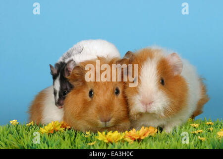 Hamster und Meerschweinchen Stockfoto