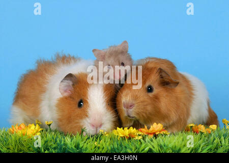 Hamster und Meerschweinchen Stockfoto