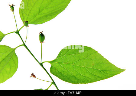 Gemeinsamen Zürgelbaum (Celtis Australis) Stockfoto