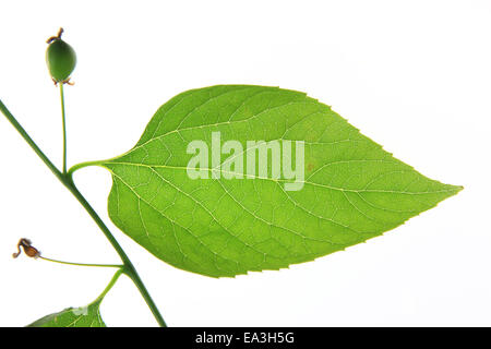 Gemeinsamen Zürgelbaum (Celtis Australis) Stockfoto