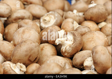 Champignon Stockfoto