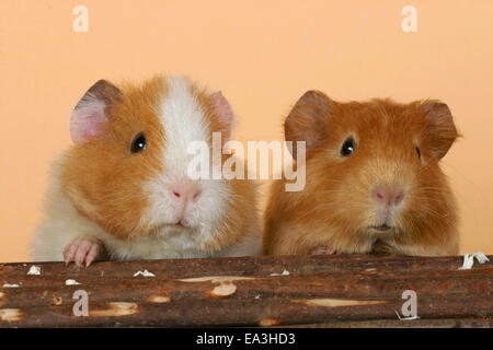 Meerschweinchen Stockfoto