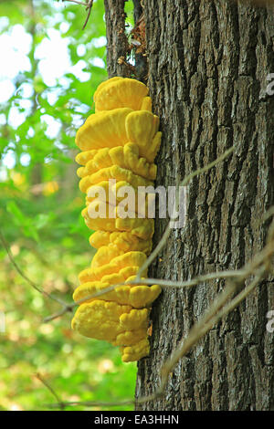 Schwefel Polypore (Laetiporus Sulphureus) Stockfoto