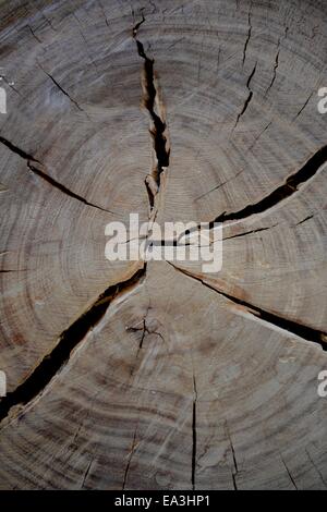 Log-Ende Stockfoto