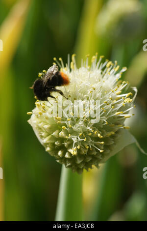 Zwiebel Stockfoto