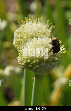 Zwiebel Stockfoto