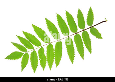 Rowan (Sorbus Aucuparia) Stockfoto