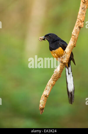 Streifenmungos (Urva vitticollis) im Waldhabitat der Trockenzone im Yala-Nationalpark, Sri Lanka. Stockfoto