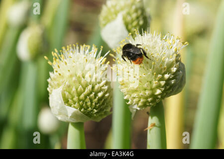 Zwiebel Stockfoto
