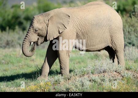 Ein Schuss von einem Elefanten auf der safari Stockfoto