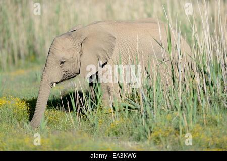 Ein Schuss von einem Elefanten auf der safari Stockfoto