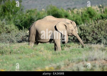 Ein Schuss von einem Elefanten auf der safari Stockfoto