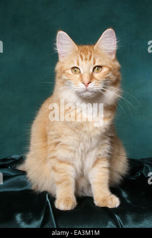 junge norwegische Waldkatze Stockfoto