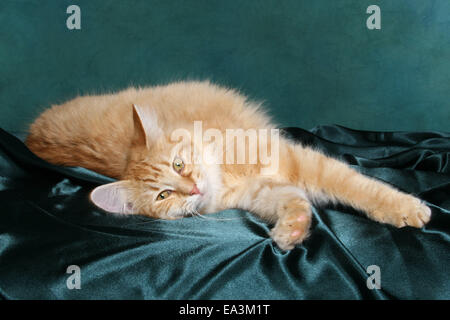 junge norwegische Waldkatze Stockfoto