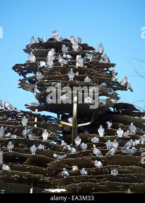 Baum der Erinnerung Kunstwerk in Piccadilly Gardens, Rastplatz für viele Tauben in Manchester UK Stockfoto