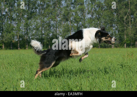 Border-Collie laufen Stockfoto