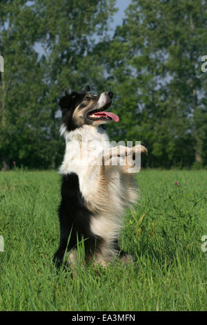 Border Collie sitzen und betteln Stockfoto