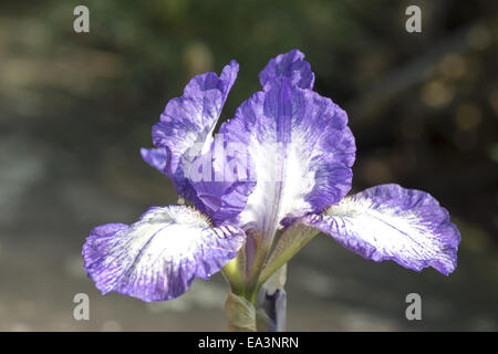 Iris (Iridoideae) Stockfoto