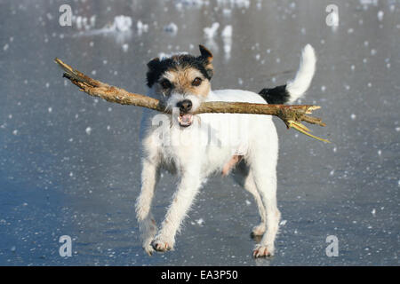 Parson-Russell-Terrier im Winter Stockfoto