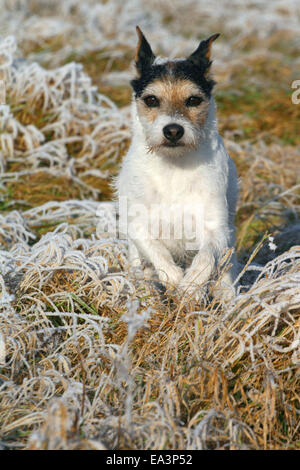 Parson-Russell-Terrier im Winter Stockfoto