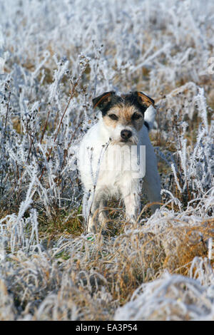 Parson-Russell-Terrier im Winter Stockfoto